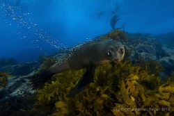 Diving down at Montague Island, 9km offshore from Narooma... by Jonathan Regan 